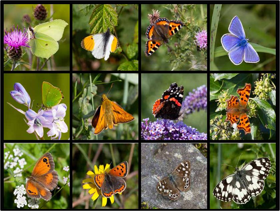Butterfly collage — Brimstone to Marbled White