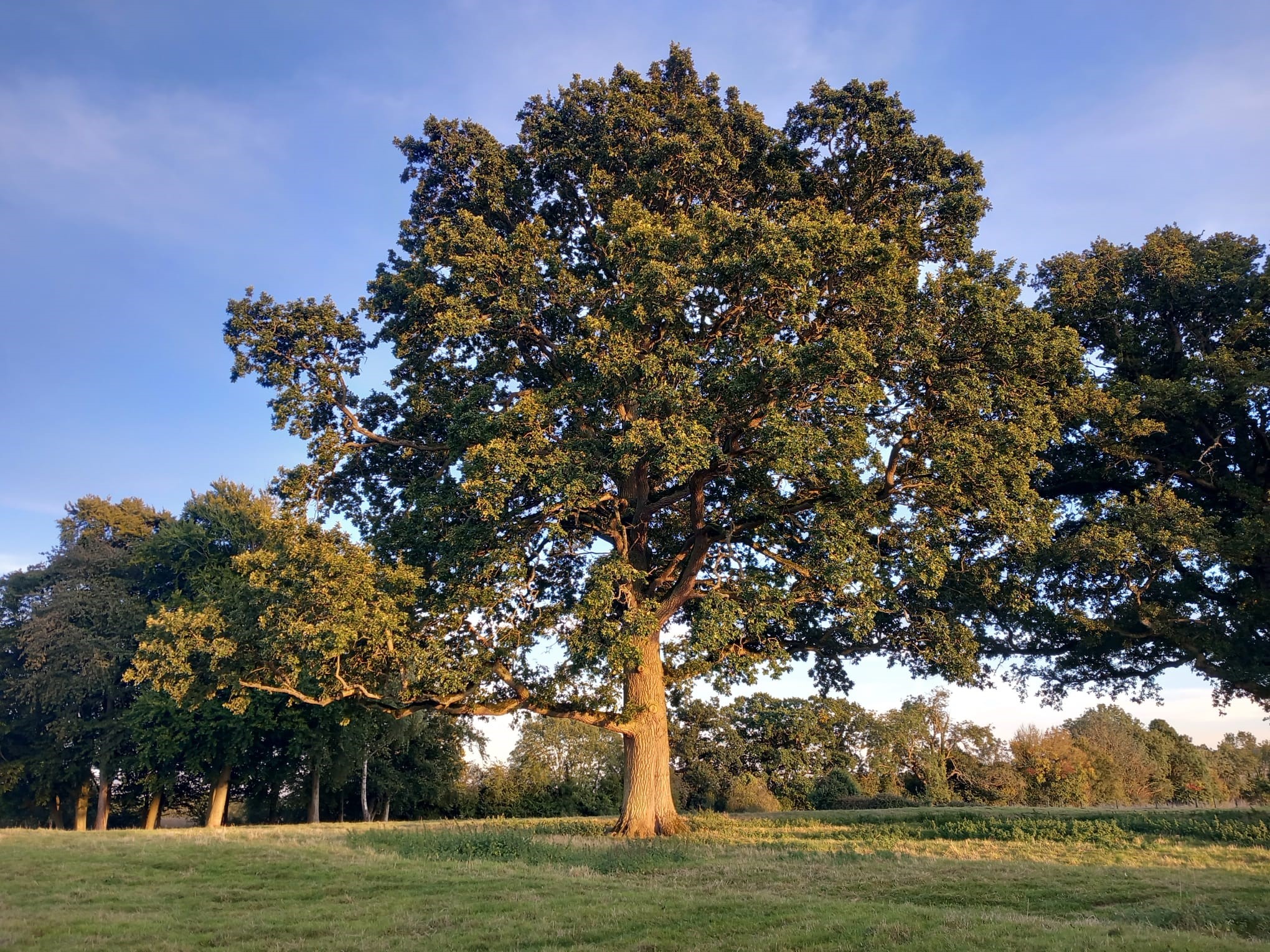 Butterflies on wildflowers