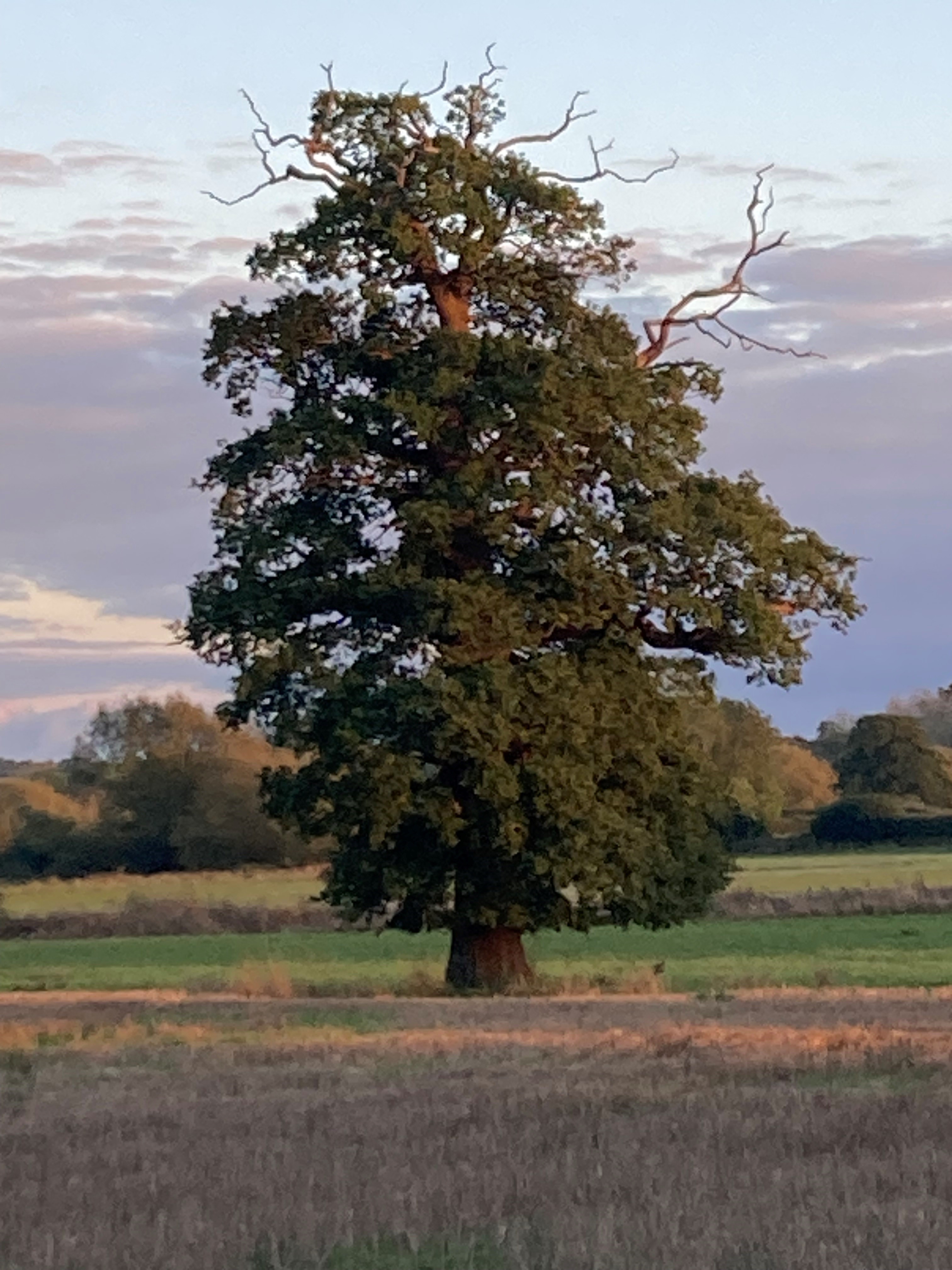 Path through field with oak tree