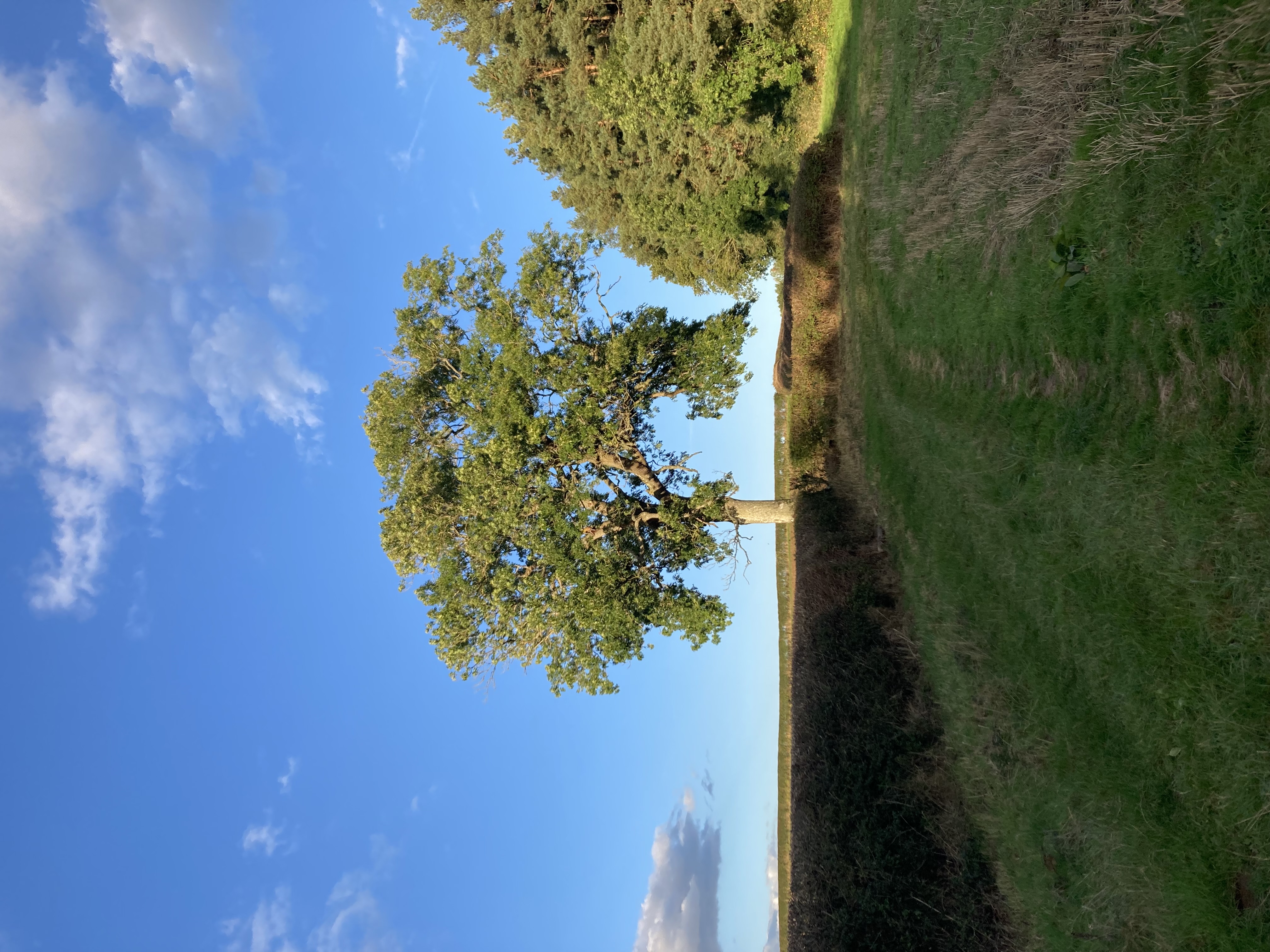 Oak tree in open field