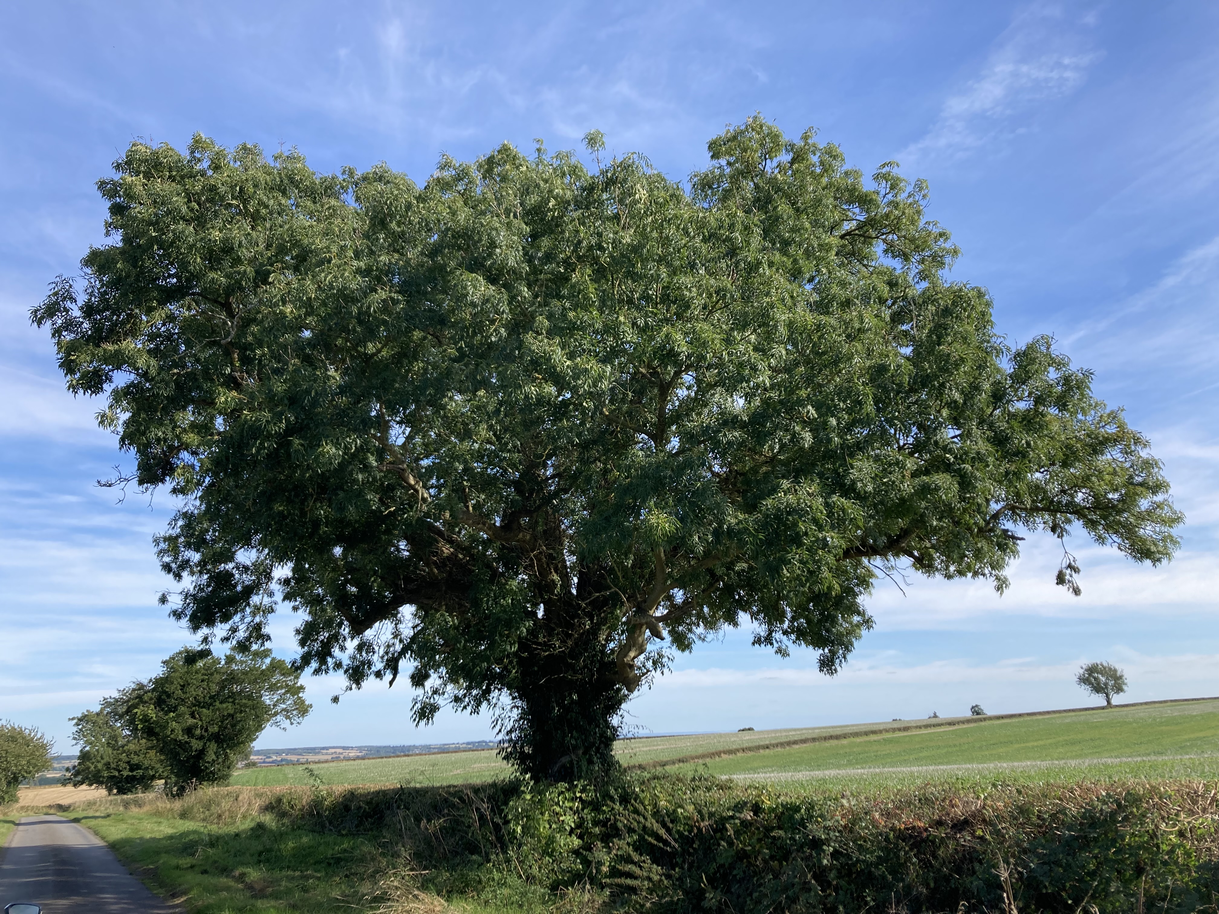 Large oak tree